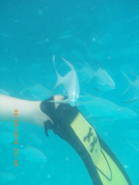 Swimming with the fishes