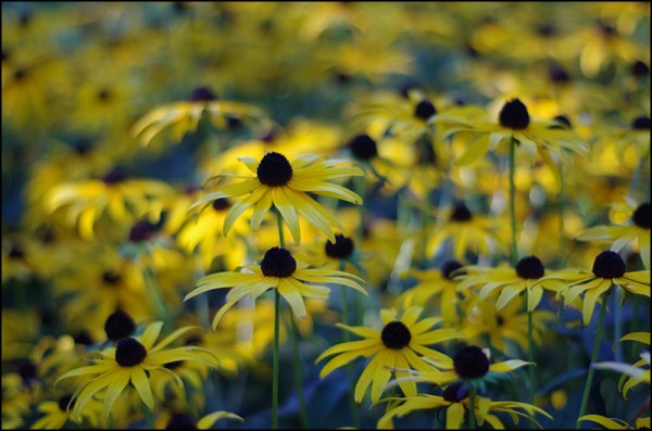 Munsinger Gardens in St. Cloud, MN