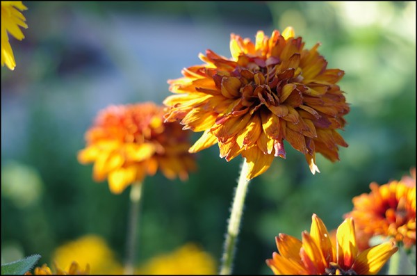 Munsinger Gardens in St. Cloud, MN